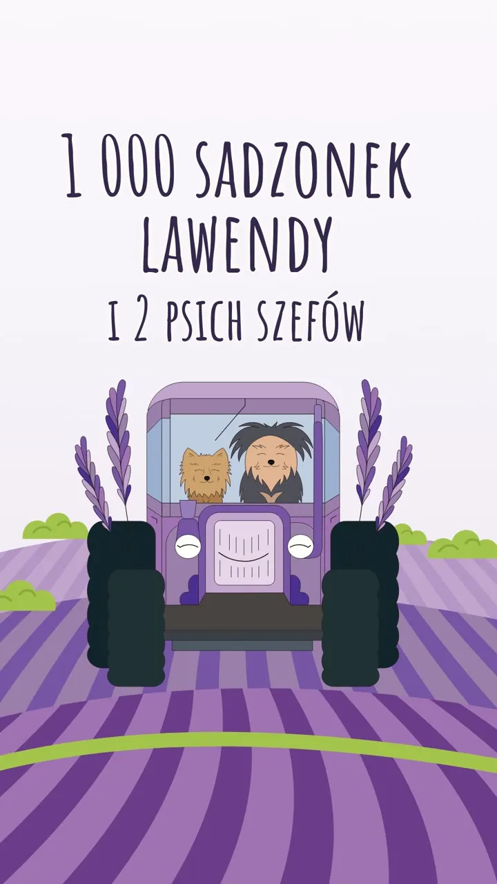 Kadr z rolki Fioletowego Kąska Pola: dwa psy w fioletowym traktorze na polu lawendy